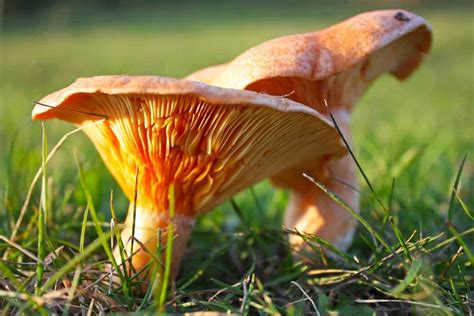 14 Different Types of Mushrooms