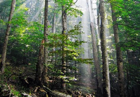 Foto Gratis De Un Bosque Frondoso Imágenes Gratis