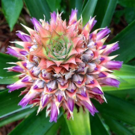 Blooming Pineapple Photo Contests Beautifulnow