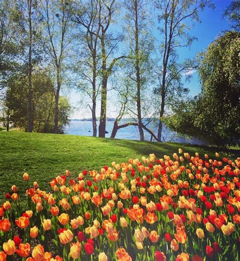 Kesän Aloitus Ja Iloiset Hedelmäsateenkaaret Landscape Nature Tulips