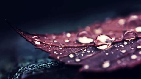 Download 3840x2160 Leaf Water Drops Macro Wallpapers For Uhd Tv