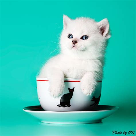 Kittens In Cup Cats Gallery Pet Cat Photos Kittens Cute Cats And