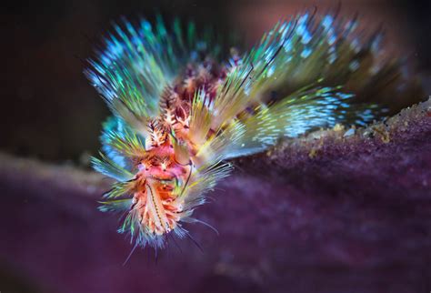 Gorgeous Macro Photos Capture Indonesias Vibrant Marine Life Oceans