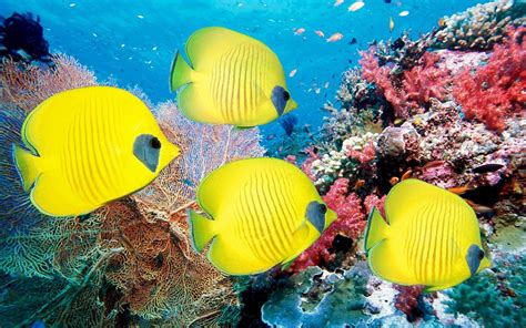 Coral Reef Fish Wallpapers Top Free Coral Reef Fish Backgrounds