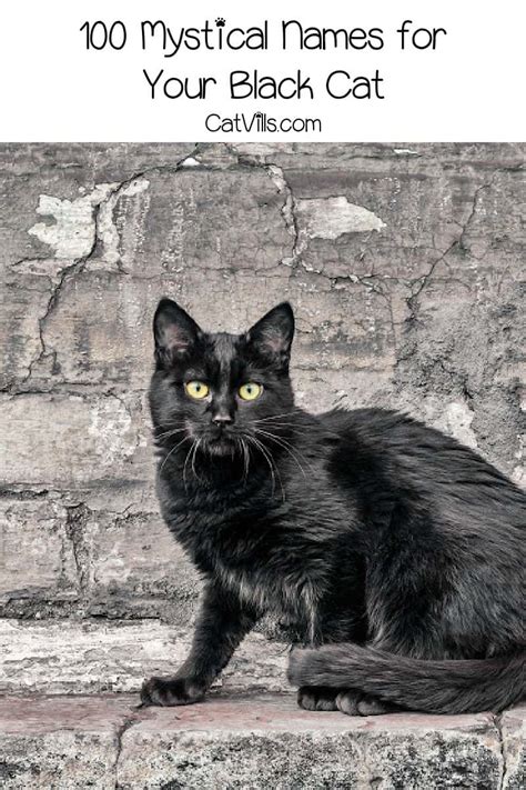 100 Powerful Mystical Black Cat Names For Males And Females