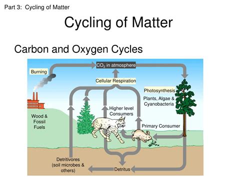 Ppt Ecology Powerpoint Presentation Free Download Id423922