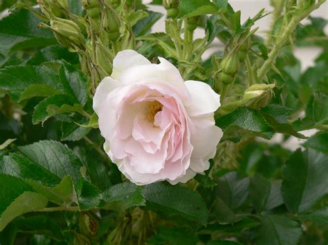 Términos y condiciones de semana de birras bit.ly/2pzqpia. Polareis Rugosa Rose (pink blush) | Eastside of house ...