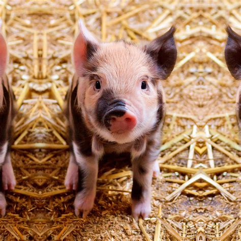 Cute Baby Piglet Farm Animals Babies Photograph By Johnnie Art Pixels