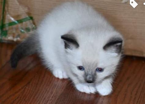 Tigersiamese Cats For Sale Lower Merion Township Pa 306341