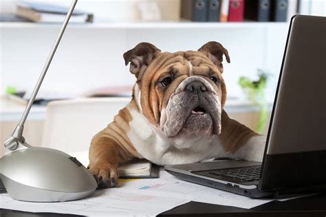 The Good And Bad Of Bringing Your Pet To Work The One Thing