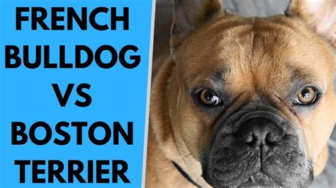 French bulldog · boston, ma. French Bulldog vs Boston Terrier Differences - YouTube