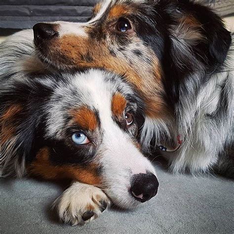 **since mini american shepherds are if you adopted a dog thru a shelter or rescue group that you believe is an aussie or part aussie, you. 9 Reasons You Should Cuddle Your Australian Shepherd More ...