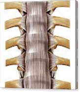 Vertebral Joints Photograph By Asklepios Medical Atlas Fine Art America
