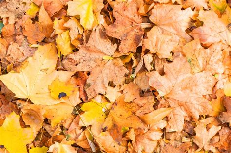 Autumn Maple Leaves At The Ground Top View Stock Photo Image Of