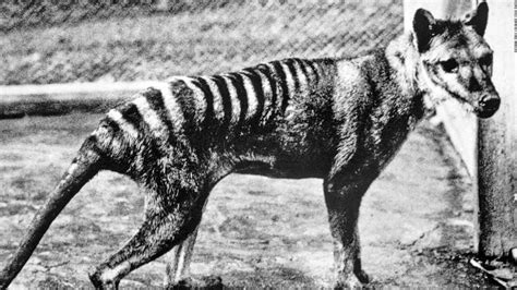 Scientists Plan To Resurrect The Tasmanian Tiger Extinct Since 1936