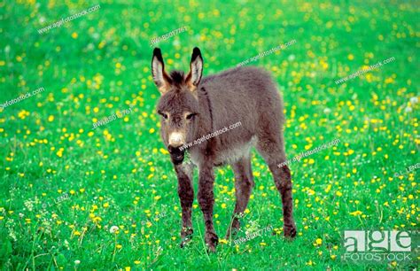 Domestic Donkey Equus Asinus F Asinus Foal Standing On Flower
