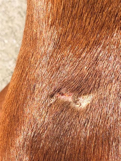 What Is Elephant Leg Cellulitis Or Lymphangitis In Horses The Horse Hub