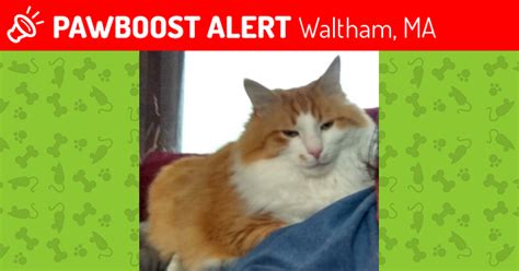 Lost Male Cat In Waltham Ma 02451 Named Fox Id 4591362 Pawboost