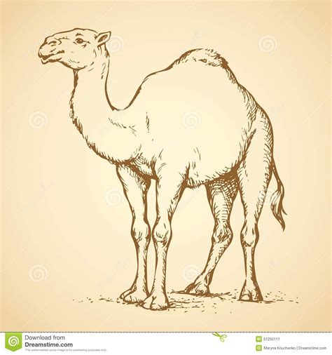 How To Draw A Camel Artofit