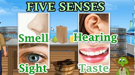 The 5 Senses Sight Hearing Taste Smell And Touch Preschool And
