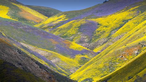 Recent examples on the web the nevada temblor comes six months after a magnitude 6.5 earthquake struck a remote area of the state. nature, landscape, hills, flowers, sky, yellow flowers ...
