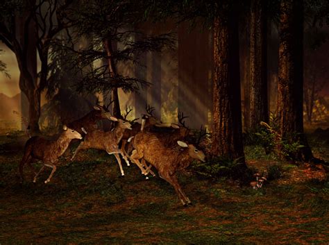 Gratis Afbeeldingen Natuur Bos Nacht Rennen Mystiek Hert Oerwoud Herfst Duisternis