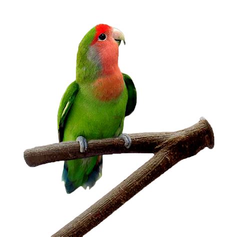 Window bird perch sticks to most surfaces and has droppings tray perfect bird perch for all birds types. Pet Parrot Raw Wood Fork Stand Rack Safe Durable Branch ...