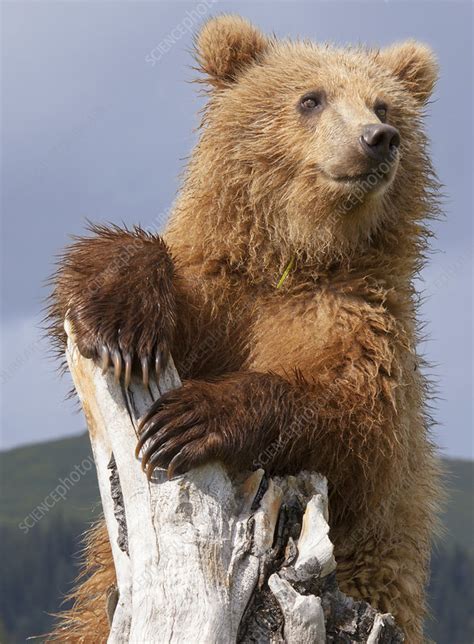 Brown Bear Lake Clark Alaska Usa Stock Image F009