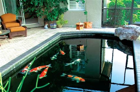 Bila ikan koi dengan ukuran jumbo dipelihara pada kolam dengan kedalaman yang dangkal,maka lambat laun akan membuat tubuh ikan koi ini ukuran kolam koi yang kecil dan juga dangkal tidak bisa mendukung secara signifikan pertumbuhan ikan koi dan tidak akan mencapai ukuran jumbo. TIPS RAHASIA MEMBUAT KOLAM KOI YANG SEHAT ~ Waterdecor ...