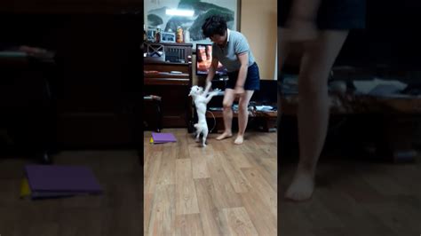 춤추는 강아지 Youtube