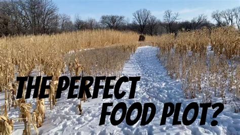 Food Plot Design What You Plant And Where You Plant It Can Increase Daytime Deer Movement