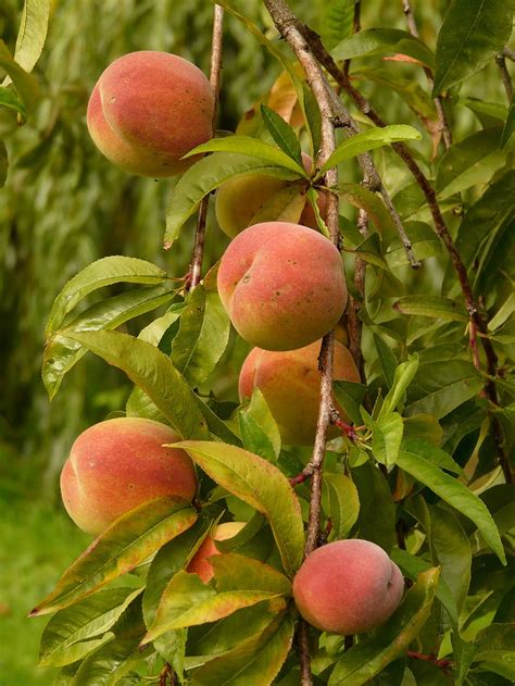 Peaches Peach Tree Malum Persicum Fruit Ripe Juicy Eat Food