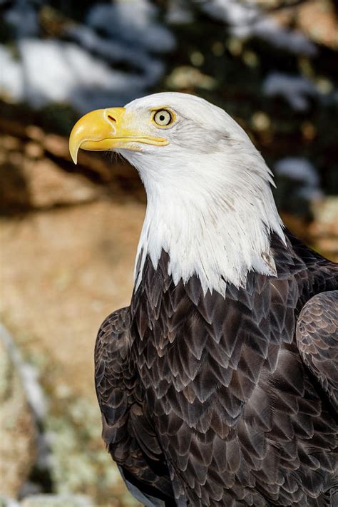 American Bald Eagle In Winter Photograph By Teri Virbickis Fine Art