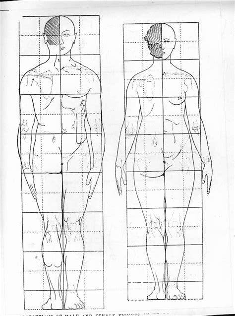 Figure Proportion Face Drawing Reference Drawing Proportions Anatomy For Artists