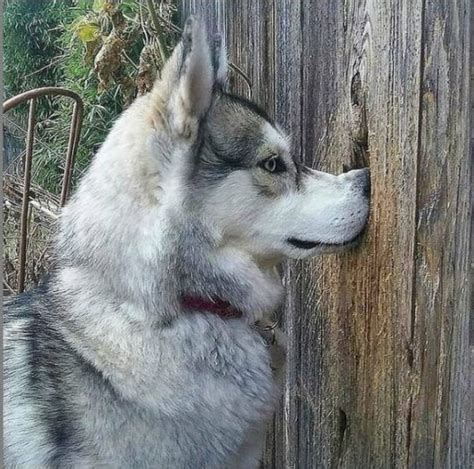 16 Pictures That Prove Huskies Are Perfect Weirdos The Dogman