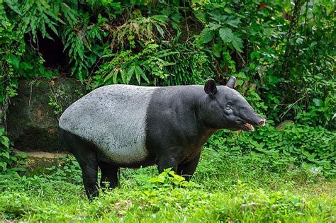 Deforestation rates tables and charts. The Five Species Of Tapirs Living In The World Today ...