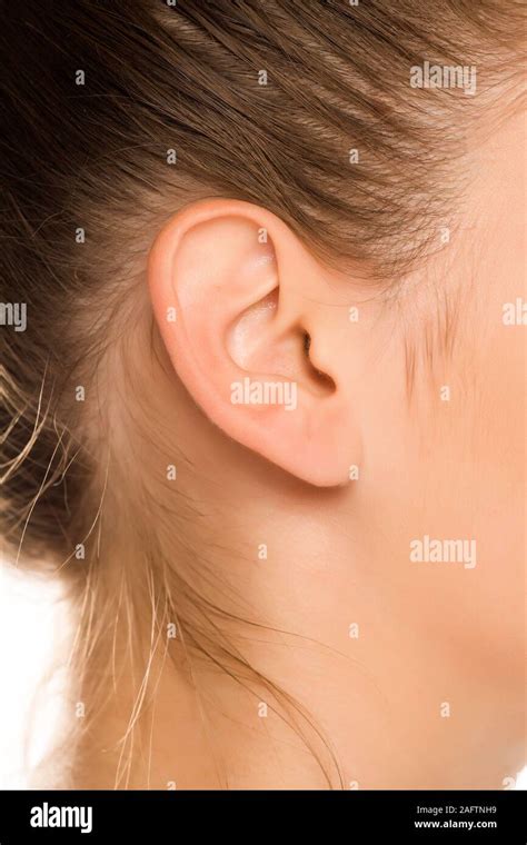 Anatomy Of The Ear Hi Res Stock Photography And Images Alamy