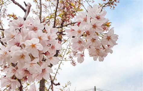 South Korea Cherry Blossom Guide 2020 — The Only Guide Youll Need