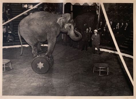195051 Cirque Royalrolf Knie Senelefantench Kniepedia