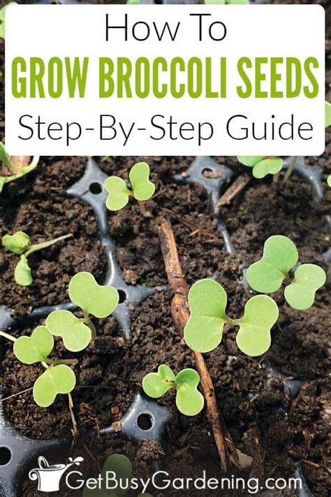 How To Grow Broccoli From Seed Step By Step In 2020 Growing Broccoli