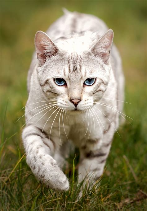 Best 25 Marble Bengal Cat Ideas On Pinterest Bengal