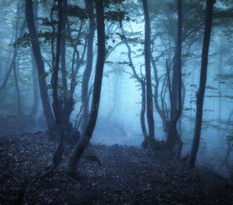 Mystical Forest In Blue Fog In Spring At Dusk Dark Woods Stock Image