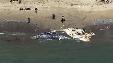 4 Gray Whales Found Dead In San Francisco Bay Area In 9 Days Nbc New York