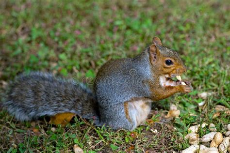 Eastern Gray Squirrel Stock Image Image Of Nature Cute 27426761