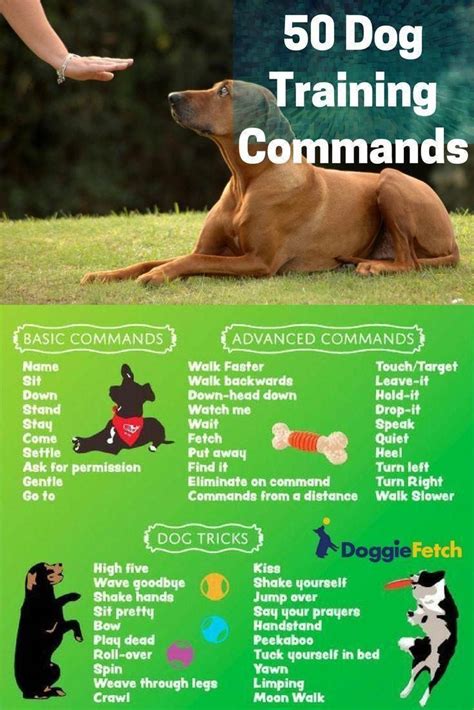 Dog Training Information Dogtraininginmiami 3783220389