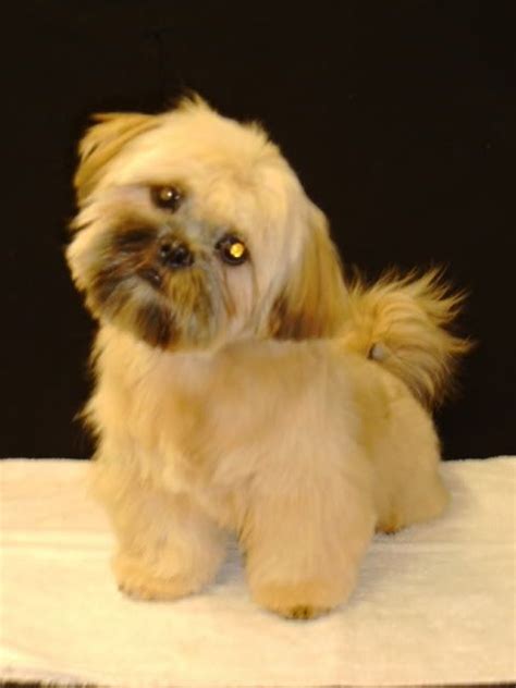 Check spelling or type a new query. cute teddy bear cut for shih tzu's | Sweeties | Pinterest