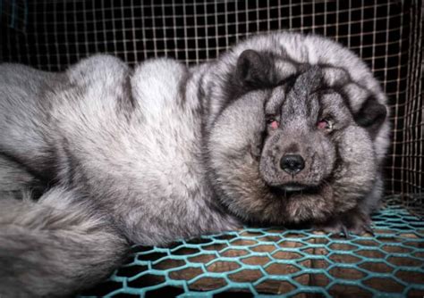 these arctic foxes on fur farms are so fat they can barely stand
