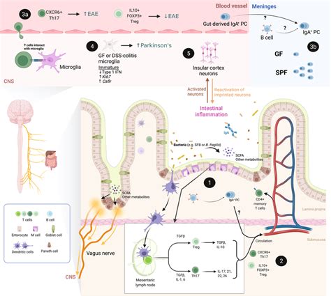 Mechanistic Insights Into The Neuro Immune Microbiota Axis The Role Of
