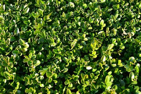 Hd Wallpaper Boxwood Foliage Evergreen Green Color Plant Growth