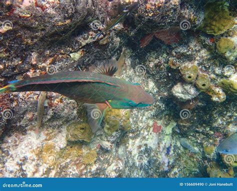 Parrotfish Swimming Around The Rock And Coral Reefs In The Ocean Stock